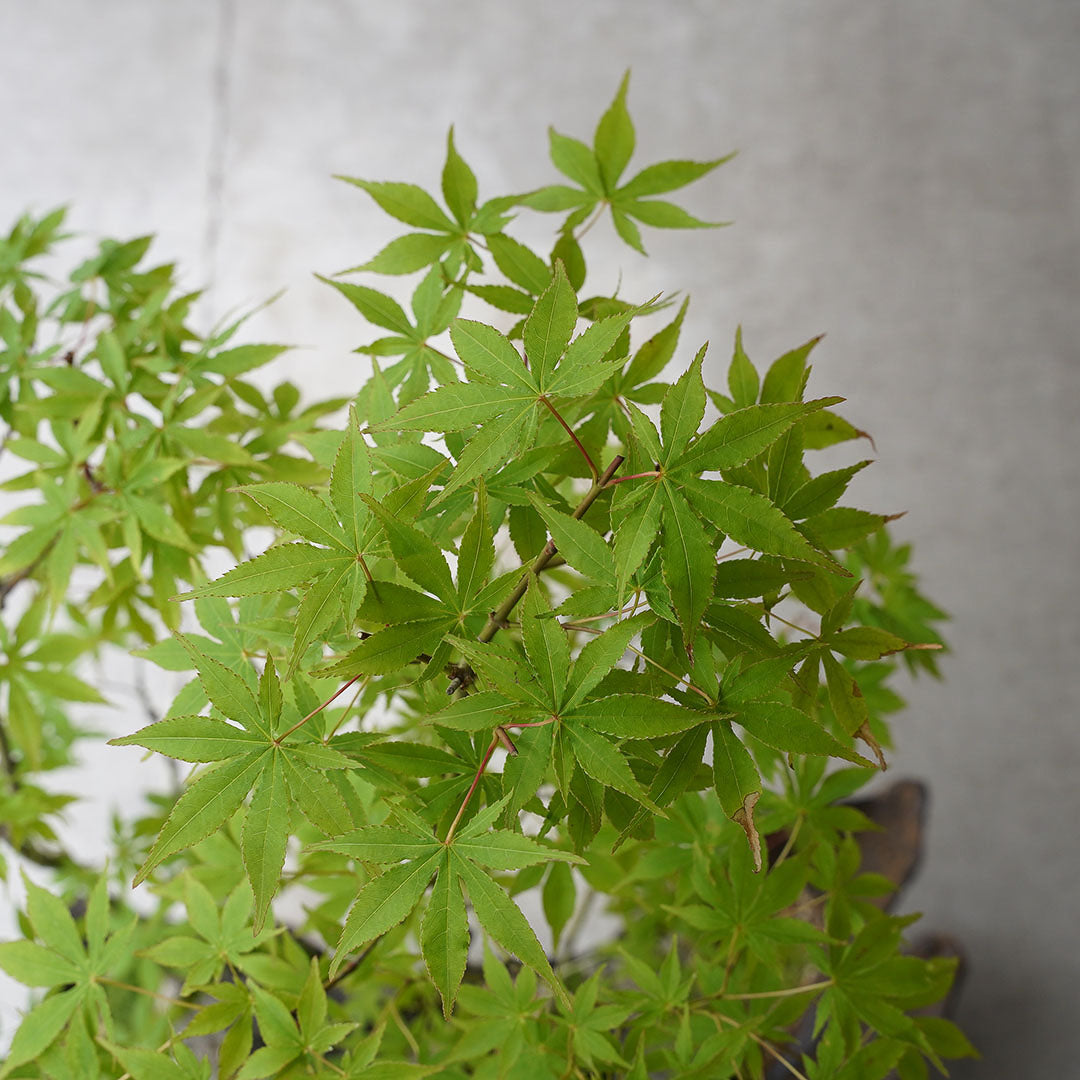 ●23-SJ73 鞍馬鉢 船型 イロハモミジ寄せ植え 石付き