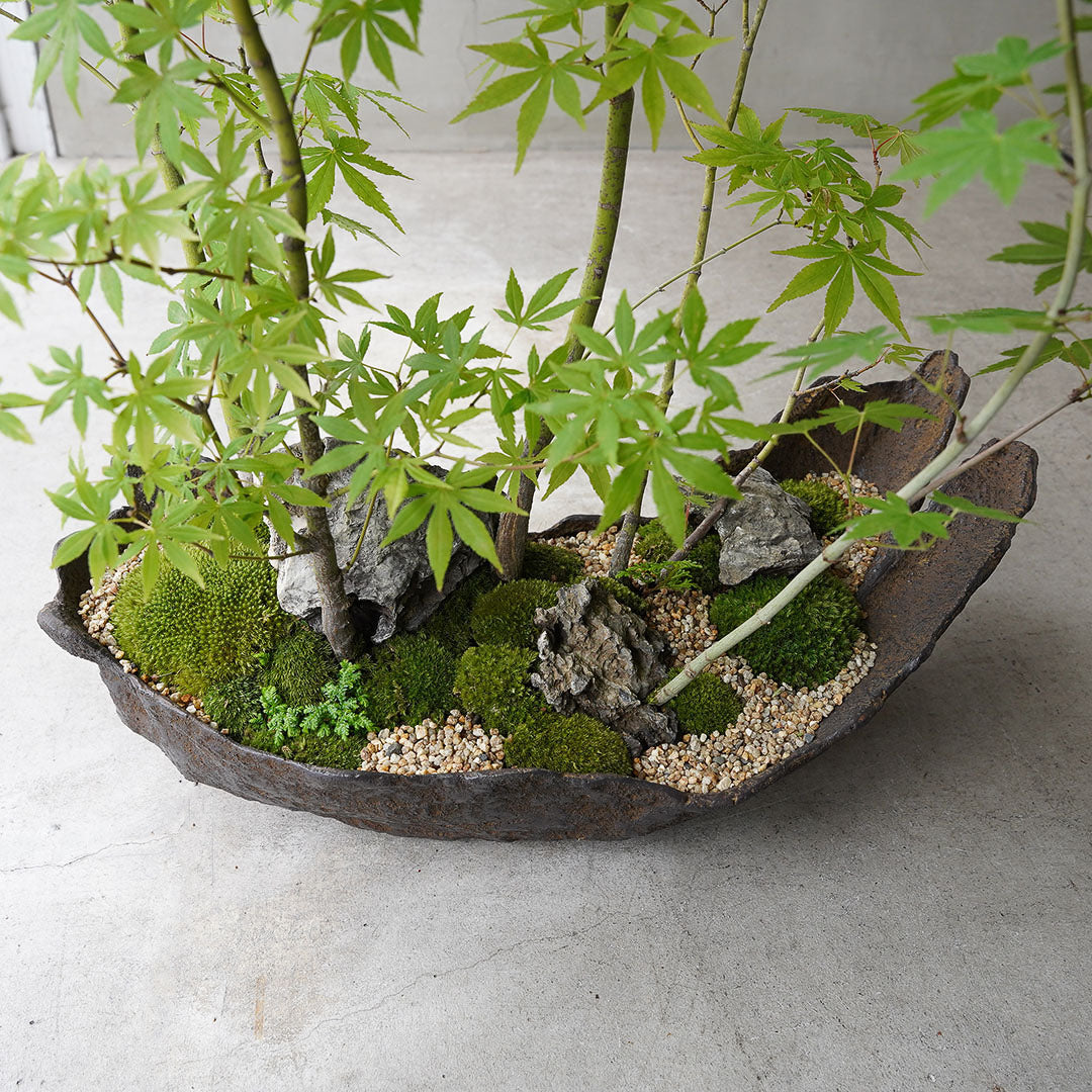 ●23-SJ73 鞍馬鉢 船型 イロハモミジ寄せ植え 石付き