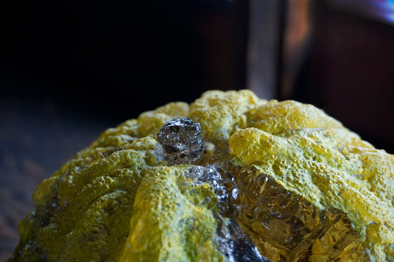 Marina Yonetsu Fruit – Oni Yuzu (Japanese Citron) –