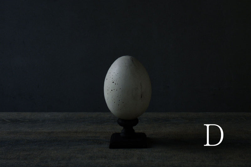 水田典寿 egg object