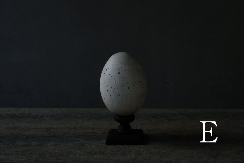 水田典寿 egg object